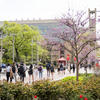 Spring blooms as students walk to class on Polett walk